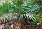 Saw Palmetto Fruit Extract